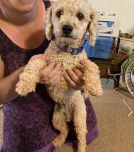 Tan looking poodle held by woman